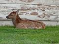 Elk calf